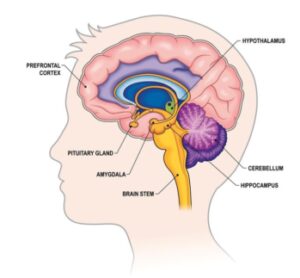 A schematic of a boys head showing a simple picture of the brain. Different elements are labelled, e.g. Prefrontal cortex, Hypothalamus, Pituitary gland, Brain stem, hippocampus, Cerebellum. It is being used to explain how Solution Focused Hypnotherapy works.