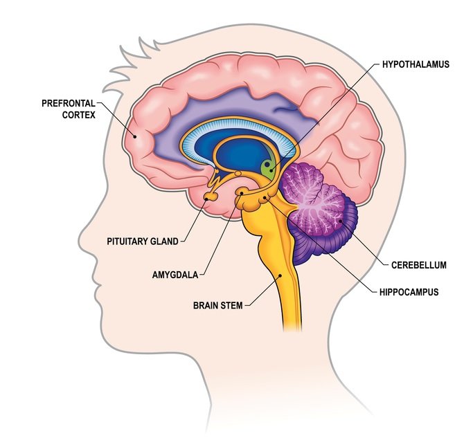 A schematic of a boys head showing a simple picture of the brain.  Different elements are labelled, e.g. Prefrontal cortex, Hypothalamus, Pituitary gland, Brain stem, hippocampus, Cerebellum.  It is being used to explain how Solution Focused Hypnotherapy works.