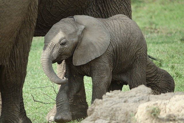 Picture of a baby elephant with a parent elephant. The picture is being included as there is a story about a baby elephant and how it is trained from very young.