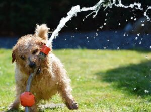 A picture of a happy dog with a hose pipe in his mouth. Water is spraying from the hose pipe as he plays with it. The picture represents joy and feeling good. Its purpose is to encourage us to focus on the good.