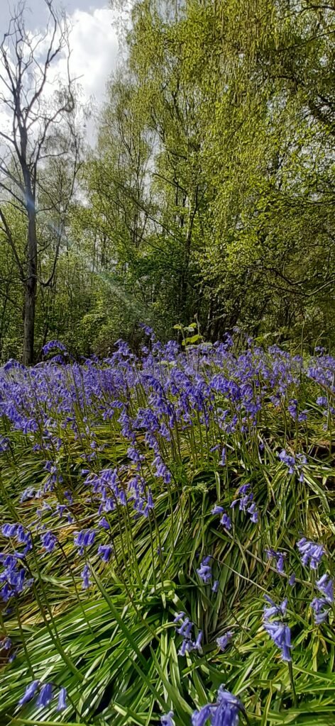 A picture of a bluebell wood close to my home. The pictures shows a snapshot of a wood with a load of bluebells in the foreground. The purpose of the picture is to invoke relaxation