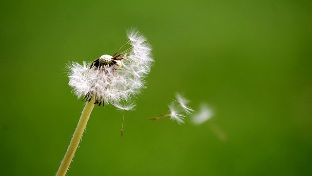 A picture on a lime green background of a dandelion seed head an invisible force is blowing on the head with some of the seeds being dislodged. This picture represents breath.