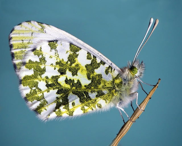 This is a picture of a butterfly resting on a twig. The background of the pictures is a blue sky. The butterfly has its wings closed. Its colouring is white , green and resembles the colouration of a moss covered bark. The purpose of this picture is to invoke the feeling of nature and to stimulate relaxation.