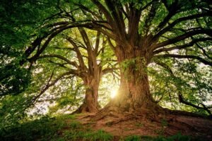 Shinrin-yoku. The picture is an atmospheric picture of a woodland. It is a combination of greens and browns. The picture comprises of two oaks stood on a mound. The two oaks occupy the picture with one oak in the foreground and one in the background slightly off set to the left of the front oak. Between the two oaks the sun is shining through. The purpose of the picture is to show that when we go out in nature we relax, it is promotor of relaxation.