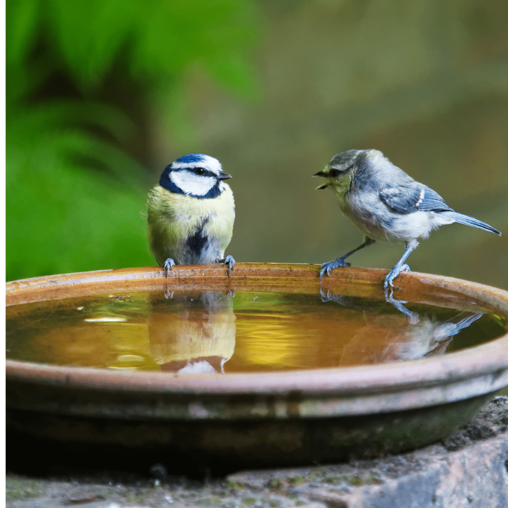 This is a vivid picture of two birds perched on the side of a bowl of water. The two birds appear to be talking at each other. The picture represents internal dialogue for the section on Imposter Syndrome Solutions.