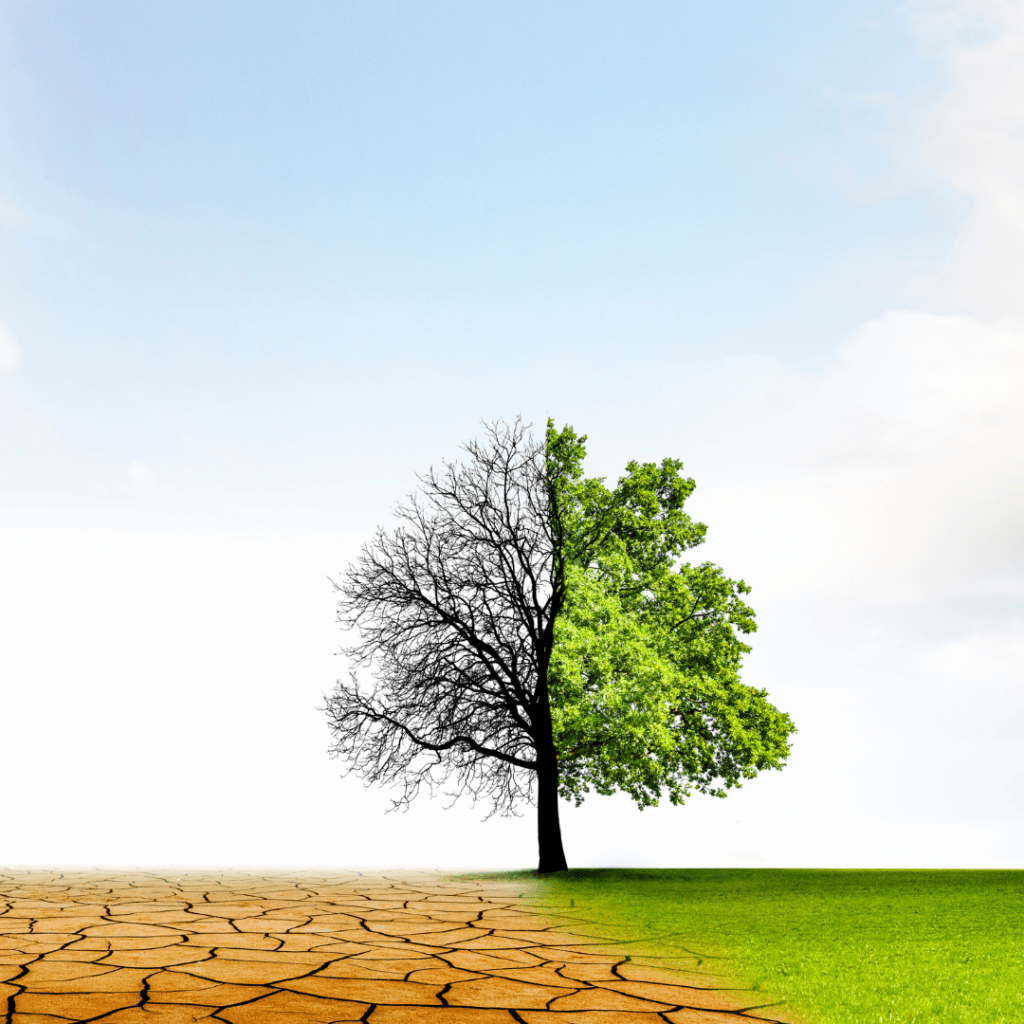 This is a picture of a tree. The left half of the tree is barren no leaves no leaves. This part of the tree is standing on a brown dry soil. The other half of the tree is lush and covered with green leaves and is standing on fresh grass. The picture is meant to represent the growth mindset as part of the Imposter Syndrome Solution.