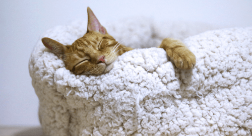 This is a picture of a cat sleeping on a pile of white fluffy towels. It represents a sound sleep and how Hypnotherapy Swindon can help with insomnia.