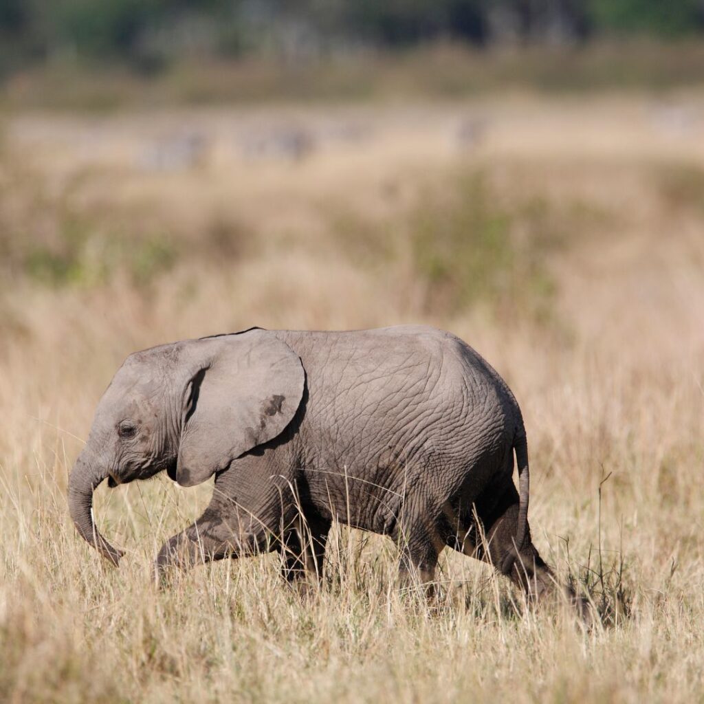 This is a picture of a baby elephant in the African bush. The purpose of the picture is to illustrate a story of a baby elephant that explains how limiting habits are created when we are young. The aim of the blog is to encourage the writing of your own story when you get stuck.