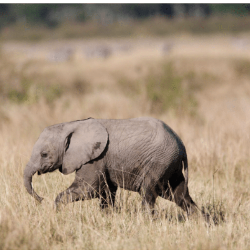 This is a picture of a baby elephant walking across a grassland. It illustrates the story of how we as humans learn to stay within our comfort zone.